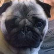 Mops Lykkedals Isabella