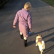 Mops Lykkedals Isabella