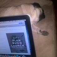 Mops Lykkedals Isabella