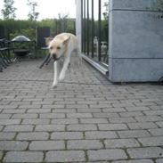 Labrador retriever Alvin (Kennel-navn: Famehunt Zumba de El Sapito)