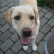 Labrador retriever Alvin (Kennel-navn: Famehunt Zumba de El Sapito)