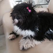 Bichon havanais Lulu 