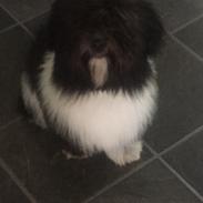 Bichon havanais Lulu 