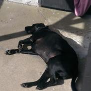 Blanding af racer Simba