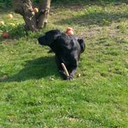 Blanding af racer Simba