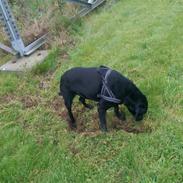 Blanding af racer Simba