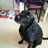 Blanding af racer Simba