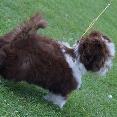 Bichon havanais High fly Wanda