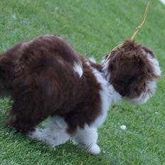 Bichon havanais High fly Wanda