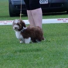 Bichon havanais High fly Wanda