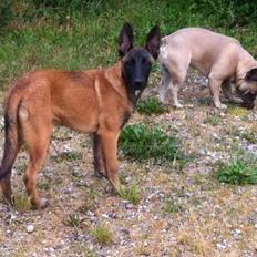 Malinois Maluo