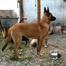 Malinois Maluo