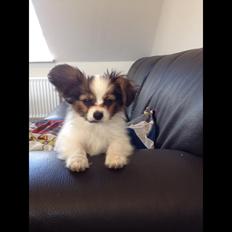 Papillon Oscar 