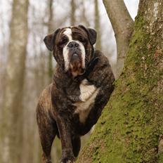 Olde victorian bulldogge Gøjsen