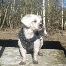 Blanding af racer Kiki 