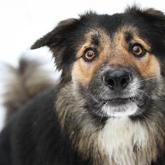 Border collie Bonus