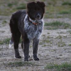 Blanding af racer Ellie