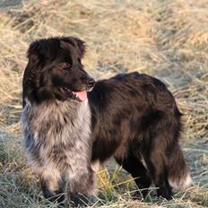 Blanding af racer Ellie