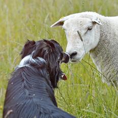 Border collie Krauholt Talented Yoda