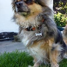 Chihuahua Feifel Mouskewitz