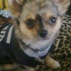 Chihuahua Feifel Mouskewitz