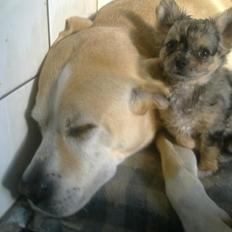 Chihuahua Feifel Mouskewitz