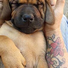 Blanding af racer Askgaards Lillelys