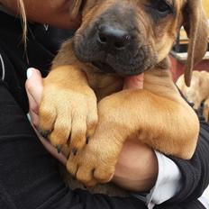 Blanding af racer Askgaards Lillelys