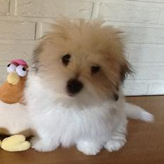 Coton de tulear Gibson