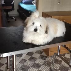 Coton de tulear Gibson