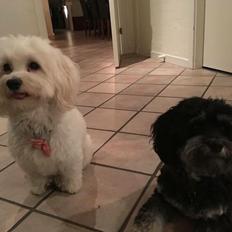 Bichon havanais Liza
