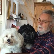 Bichon havanais Liza