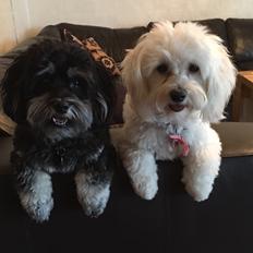 Bichon havanais Liza