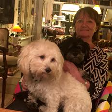 Bichon havanais Luna