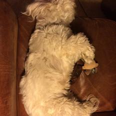 Bichon havanais Luna