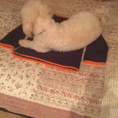 Bichon havanais Luna