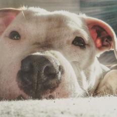 Staffordshire bull terrier Eddy