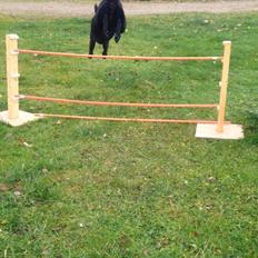 Blanding af racer Rosa