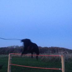 Blanding af racer Rosa