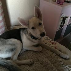 Alaskan husky Skæbnens Cille *RIP*