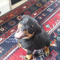 Rottweiler Laika