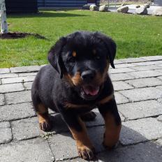 Rottweiler Laika