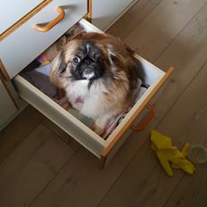 Pekingeser laura