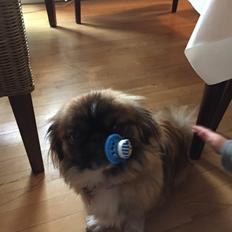 Pekingeser laura