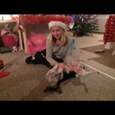 Dansk svensk gaardhund Audi