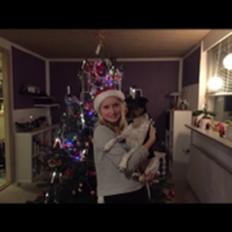 Dansk svensk gaardhund Audi