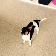 Dansk svensk gaardhund Audi