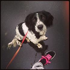 Field Trial Springer Spaniel Tjekko