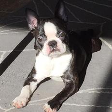Boston terrier West Lund Diamonds R' Sweet AS Fanta aka Fanta