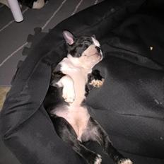 Boston terrier West Lund Diamonds R' Sweet AS Fanta aka Fanta